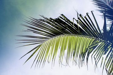 Coconut Leaf at tropical, (made with Vintage Tones.) © art