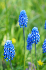 Muscari blue flowers in green vertical