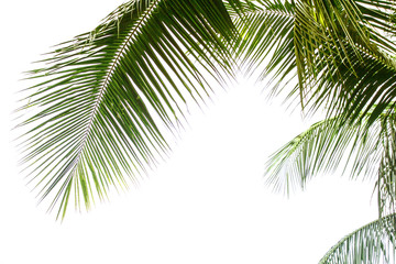 Coconut Leaf at tropical white background
