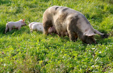 The pig with young piglets © ludovikus
