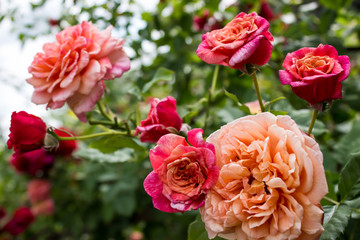 Цветущая в саду роза Алоха