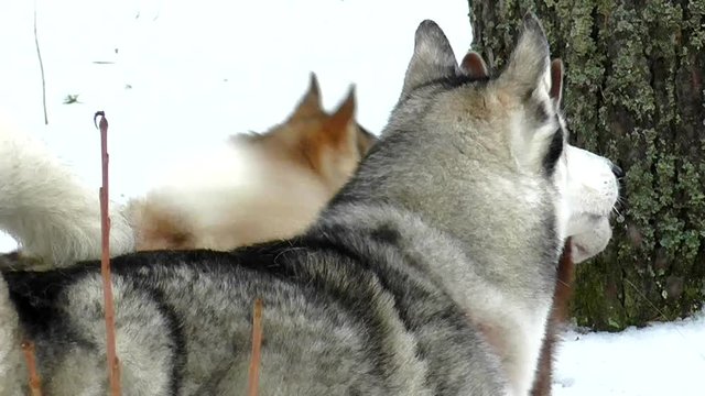 Pack of Huskies barking. A wolf-like dog is guarding the territory. Sled dogs in the winter.