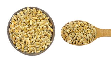 Wheat grains in wooden spoon