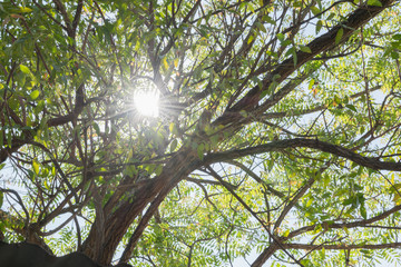 Beautiful of Sun streaming through the leaves.