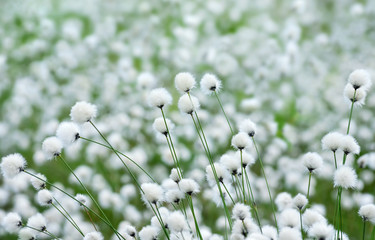 Spring landscape with flowering plant cotton grass.
