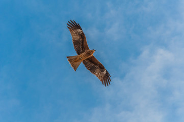 Hawk in flight blue sky