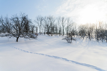 Winter Landscape With Snow And Trees After Blizzard