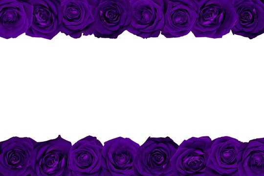 Fototapeta Violet roses arranged in lines. White background.
