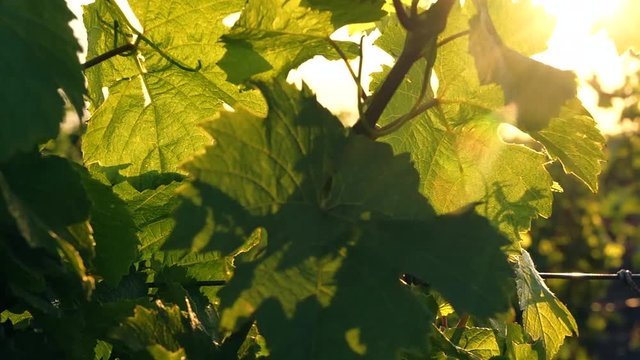 vineyard at summer