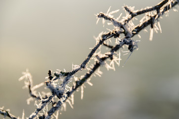 Frozen branches in sunlight