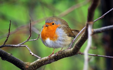 Fluffy Robin