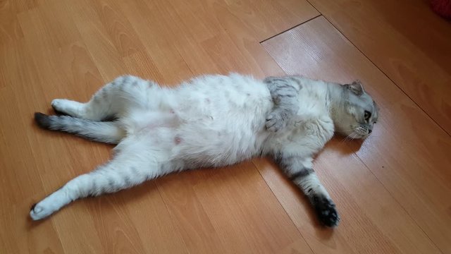 Pregnant scottish fold cat lying on a floor