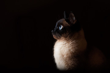 Thai cat on black background