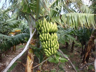 Obraz premium Bananen-Staude DSC03027.JPG
