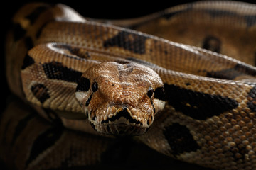 Attack Boa constrictor snake imperator color, on isolated black background with reflection