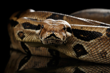 Fototapeta premium Atak Boa dusiciel wąż imperator kolor, na odosobnionym czarnym tle z odbiciem
