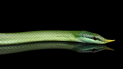 Green long nosed snake, Rhinoceros Ratsnake isolated on black background with reflection