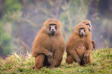 Baboon family 2