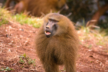 Adult baboon 1