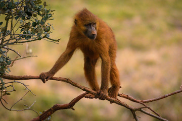 Young baboon 2