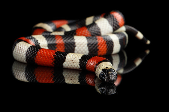 Campbell's milk snake, Lampropeltis triangulum campbelli, isolated on black background with reflection