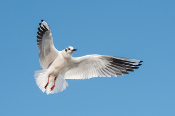 Black-headed Gull, Chroicocephalus ridibundus