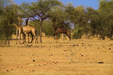 Fototapeta na wymiar Kamele im Senegal