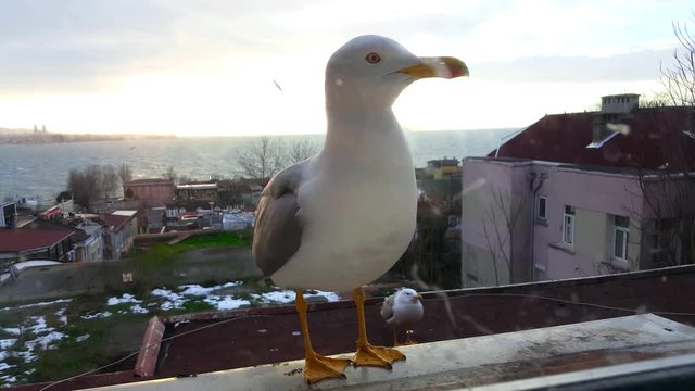 Two seagulls begging for food