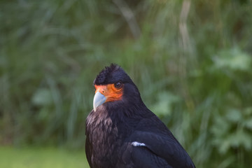 Caracara montagnard