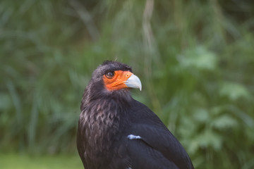 Caracara montagnard