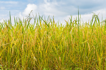 Obraz premium Rice field in Thailand
