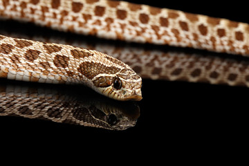 Fototapeta premium Closeup Western Hognose Snake, Heterodon nasicus isolated on black background with reflection