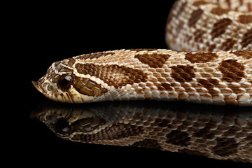 Naklejka premium Closeup Western Hognose Snake, Heterodon nasicus isolated on black background with reflection