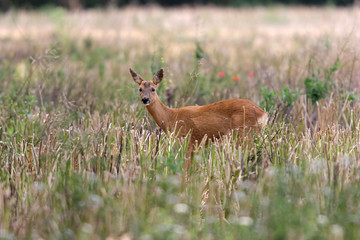 Chevreuil (capreolus capreolus) dans les chaumes.