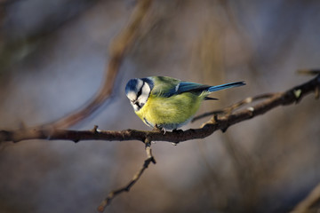 The Eurasian blue tit (Cyanistes caeruleus)