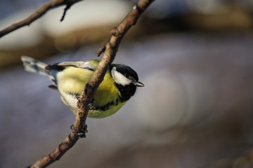 The great tit (Parus major)