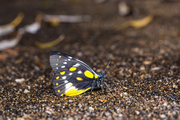 Fototapeta na wymiar Hill Jezebel butterfly