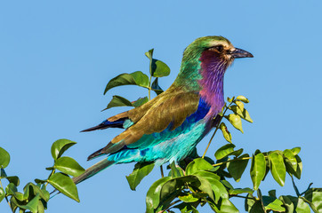 Lilac Breasted Roller