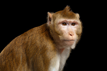 Close-up portrait Sad monkey, Long-tailed macaque, Crab-eating, isolated on black background