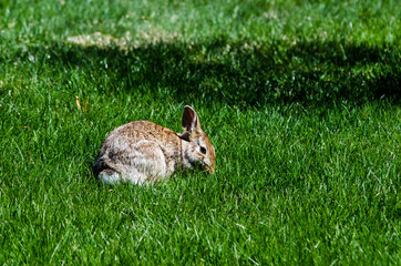 Wild Rabbit Eating Fresh Grass