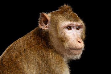 Close-up portrait Sad monkey, Long-tailed macaque, Crab-eating, isolated on black background