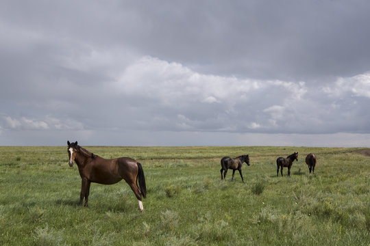 Horses walking across the steppe. Khakassia. Russia.