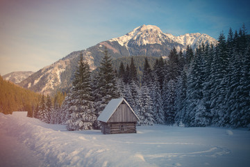 Fototapeta premium View at lonely house in the forest