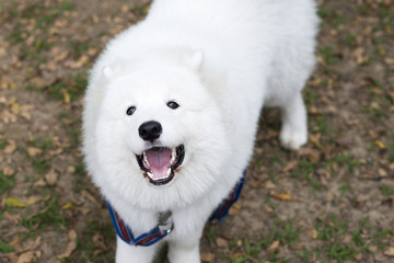 Obraz premium The white dog was barking