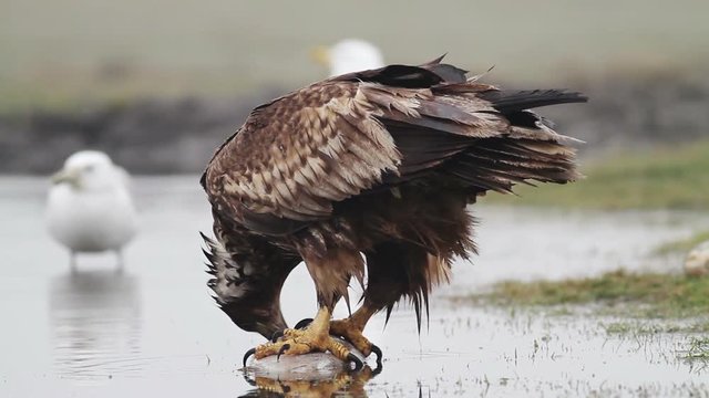 Sea eagle in Hungary