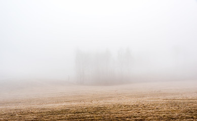 Trees in thick fog