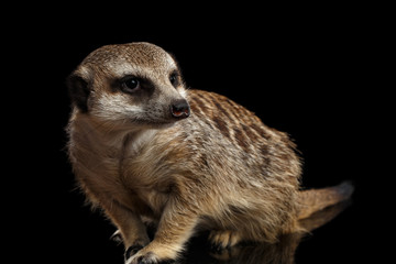 Cute One Meerkat lookout isolated on black background