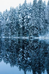 Snow covered trees reflecting in pond