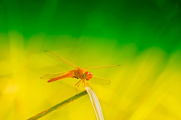 Red dragonfly with natural background