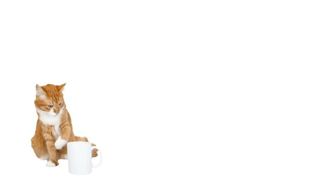 red cat eats from a mug on a white background
